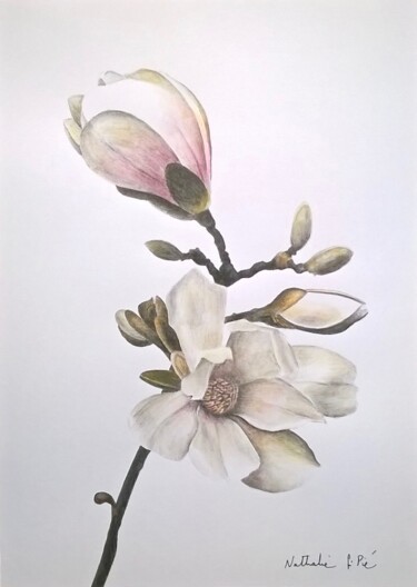 Drawing titled "Branche de Magnolias" by Nathalie Si Pié, Original Artwork, Pencil