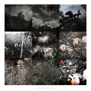 Fotografia zatytułowany „Old roses and white…” autorstwa Nathalie Simon, Oryginalna praca, Fotografia cyfrowa