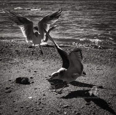 Photographie intitulée "Piafs de plage" par Nathalie Simon, Œuvre d'art originale, Photographie numérique