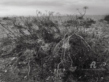 Photographie intitulée "Folie d'herbes" par Nathalie Simon, Œuvre d'art originale, Photographie numérique