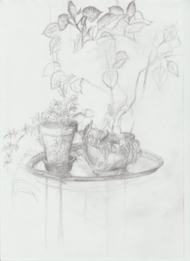 Drawing titled "tiges et feuilles" by Nathalie Gautier, Original Artwork, Pencil