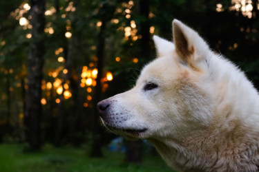 chien au coucher du soleil Photography titled "chien au coucher du…" by Nathanael Desmeules, Original Artwork, Digital Photography