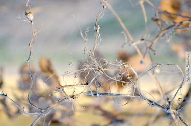 Photography titled "Boucles de branches" by Nati, Original Artwork, Digital Photography