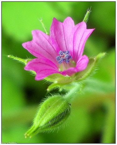 Photographie intitulée "~ petite fleur rose…" par Naty B, Œuvre d'art originale