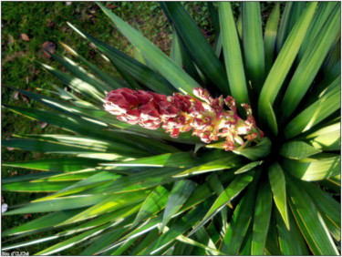 Photographie intitulée "~ agave vue de dess…" par Naty B, Œuvre d'art originale