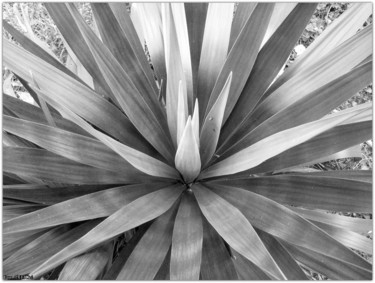 Photographie intitulée "~ feuillage d'agave…" par Naty B, Œuvre d'art originale