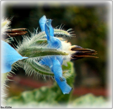 Photographie intitulée "~ fleur de bourrach…" par Naty B, Œuvre d'art originale
