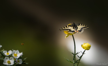 Photographie intitulée "scene de nature" par Noel Crosetti, Œuvre d'art originale