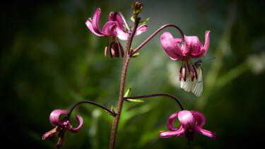 Photography titled "le Lys Martagon et…" by Noel Crosetti, Original Artwork, Digital Photography