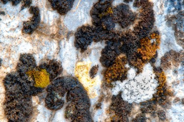 Photographie intitulée "Lichen" par Noel Crosetti, Œuvre d'art originale