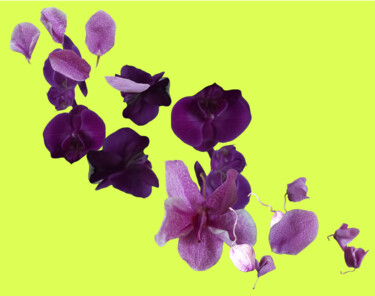 Arts numériques intitulée "Fleurs" par Neige Massa, Œuvre d'art originale, Collage numérique