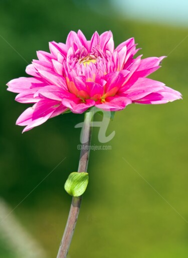 Photography titled "Dahlia rose en plei…" by Véronique Lestoquoy (neko92vl), Original Artwork, Digital Photography