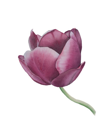 Картина под названием "Tulip" - Nelia Hryhorenko, Подлинное произведение искусства, Акварель