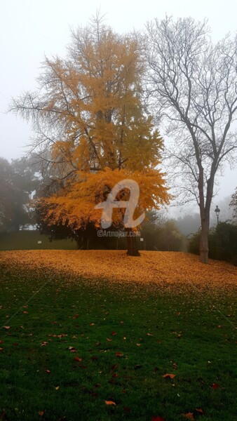 Photographie intitulée "l'arbre en automne" par Nelly Coudoux, Œuvre d'art originale