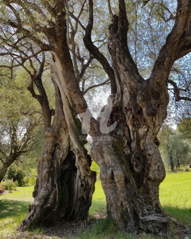 Fotografía titulada "Les oliviers" por Nelly Coudoux, Obra de arte original, Fotografía digital