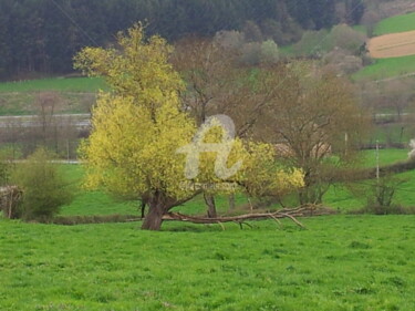 Photographie intitulée "printemps" par Nelly Coudoux, Œuvre d'art originale