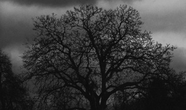 Photography titled "An Other Tree" by Neonitrus, Original Artwork