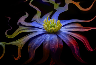 Arts numériques intitulée "fleur en couleurs" par Neuronedesign, Œuvre d'art originale, Peinture numérique