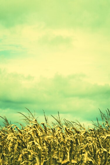 Photography titled "Magnificent fields" by Nicholas Thomas Del Franco, Original Artwork, Manipulated Photography