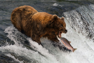 Photography titled "Bear Gills" by Nick Dale, Original Artwork, Digital Photography