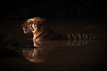 Photography titled "Tiger, tiger, burni…" by Nick Dale, Original Artwork, Digital Photography