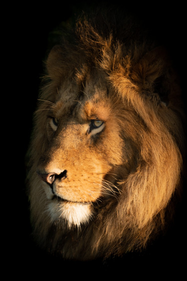 Photography titled "He-Lion" by Nick Dale, Original Artwork, Digital Photography