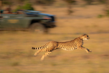 Photography titled ""Chase me, chase me…" by Nick Dale, Original Artwork, Digital Photography