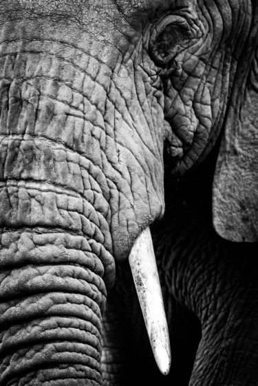 Photography titled ""Does my trunk look…" by Nick Dale, Original Artwork, Digital Photography