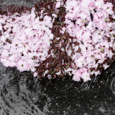 Photography titled "square sakura: Coag…" by Nico Cofu Arach, Original Artwork