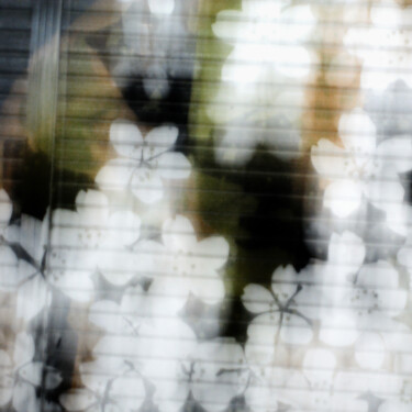Photographie intitulée "Rideau de sakura bl…" par Nico Cofu Arach, Œuvre d'art originale