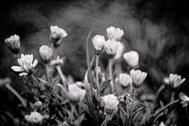 Photographie intitulée "Fleurs noir & blanc" par Nicolas Bernié, Œuvre d'art originale