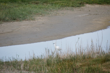 Photographie intitulée "Aigrette Garzette -…" par Nicolas Boucart, Œuvre d'art originale, Photographie numérique