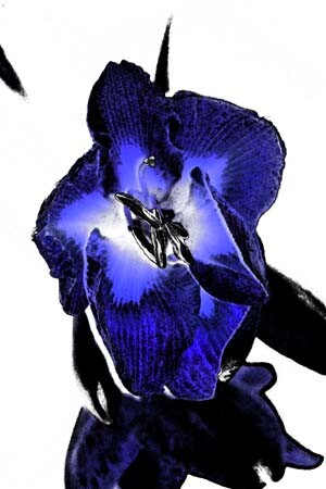 Arts numériques intitulée "Fleur du mal" par Nicolas Compagnon, Œuvre d'art originale