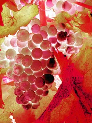Arts numériques intitulée "Grape" par Nicolas Compagnon, Œuvre d'art originale