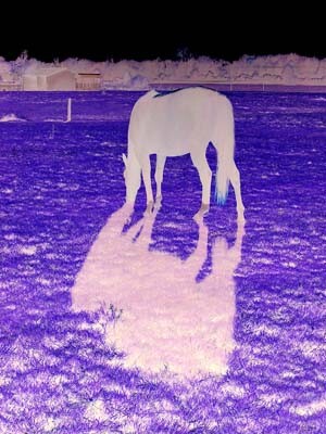 Digital Arts titled "Le cheval" by Nicolas Compagnon, Original Artwork