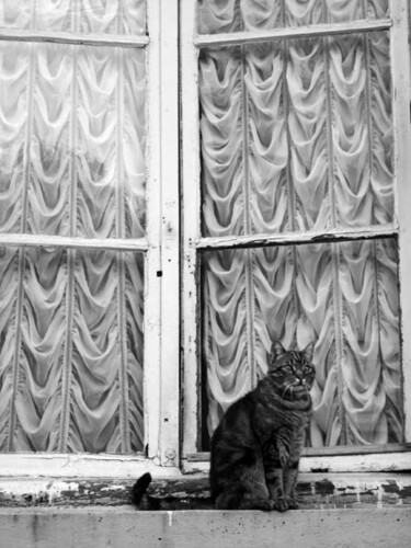Photographie intitulée "Cat" par Nicolas Compagnon, Œuvre d'art originale