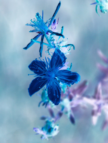 Photographie intitulée "Fleurs de Poséidon" par Nicolas Daubresse, Œuvre d'art originale, Photographie numérique