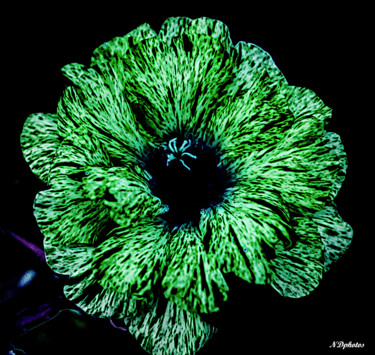 Photographie intitulée "Cœur  d'une fleur #5" par Nicolas Daubresse, Œuvre d'art originale, Photographie manipulée