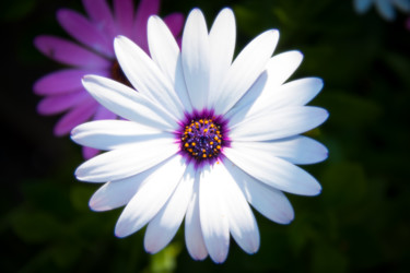 Photographie intitulée "Fleur no1" par Nicolas Daubresse, Œuvre d'art originale, Photographie numérique