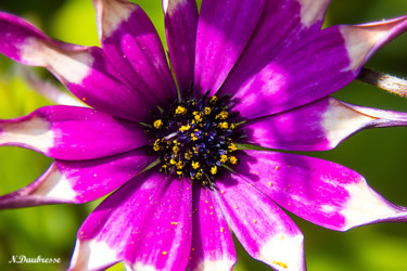 Photographie intitulée "Fleur no2.2" par Nicolas Daubresse, Œuvre d'art originale, Photographie numérique