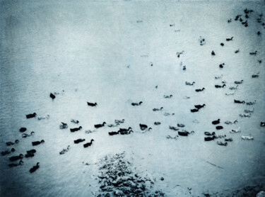 Photography titled "Les canards" by Nicolas Espinasse, Original Artwork, Digital Photography