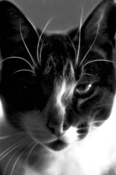Photographie intitulée "Black and white cat" par Nicolas Giannatasio, Œuvre d'art originale, Photographie numérique
