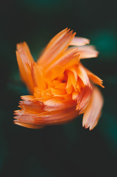 Photographie intitulée "flores macro" par Nicolas Giannatasio, Œuvre d'art originale, Photographie argentique