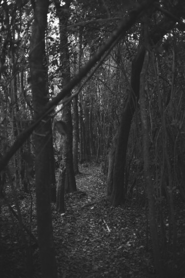 Fotografía titulada "bosque de arboles e…" por Nicolas Giannatasio, Obra de arte original, Fotografía digital