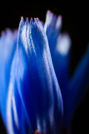 Photographie intitulée "flor azul abstracta" par Nicolas Giannatasio, Œuvre d'art originale, Photographie numérique