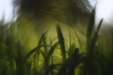 "pasto verde con sol…" başlıklı Fotoğraf Nicolas Giannatasio tarafından, Orijinal sanat, Analog Fotoğrafçılık