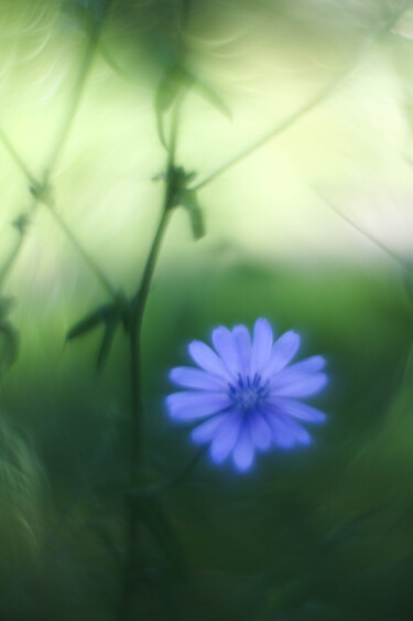 Fotografie mit dem Titel "Flor azul con fondo…" von Nicolas Giannatasio, Original-Kunstwerk, Digitale Fotografie
