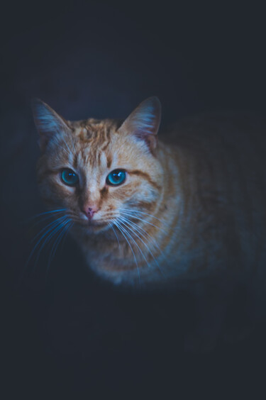 Fotografie getiteld "gato observando" door Nicolas Giannatasio, Origineel Kunstwerk, Digitale fotografie