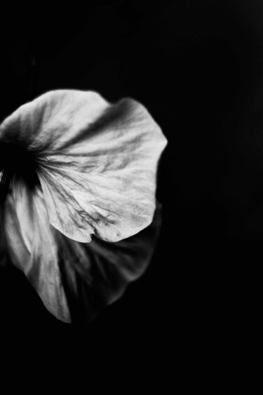 Fotografía titulada "flor en blancoy neg…" por Nicolas Giannatasio, Obra de arte original, Fotografía analógica