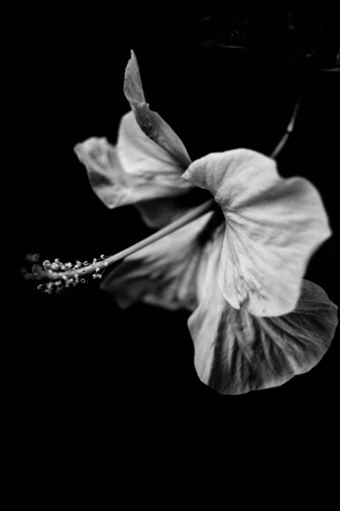 Fotografia zatytułowany „hibisco, flor blanc…” autorstwa Nicolas Giannatasio, Oryginalna praca, Fotografia filmowa